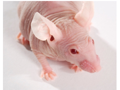 BALB/C-NU/NU��nude������С����۸��Ż�