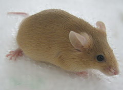 ��������С��kk/ayС��