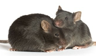 dbdbС��ԭ������