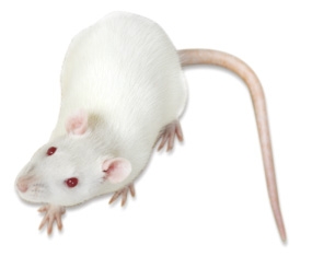 ����sd�����ֻ��۸��Ż�