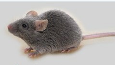 北京实验动物大鼠小鼠代养服务价格低 北京实验动物大鼠小鼠代养服务价格低