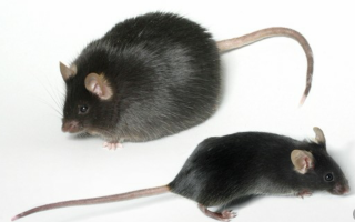 ����db/dbС��ʵ�鶯��ģ��