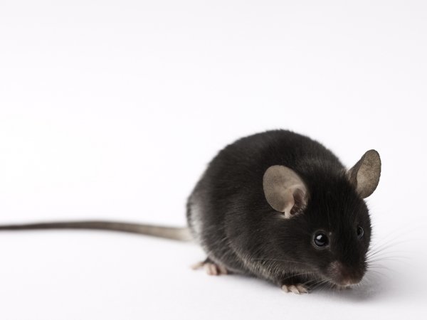 【MAPT小鼠P301S小鼠PS19小鼠购买PS19小鼠价格